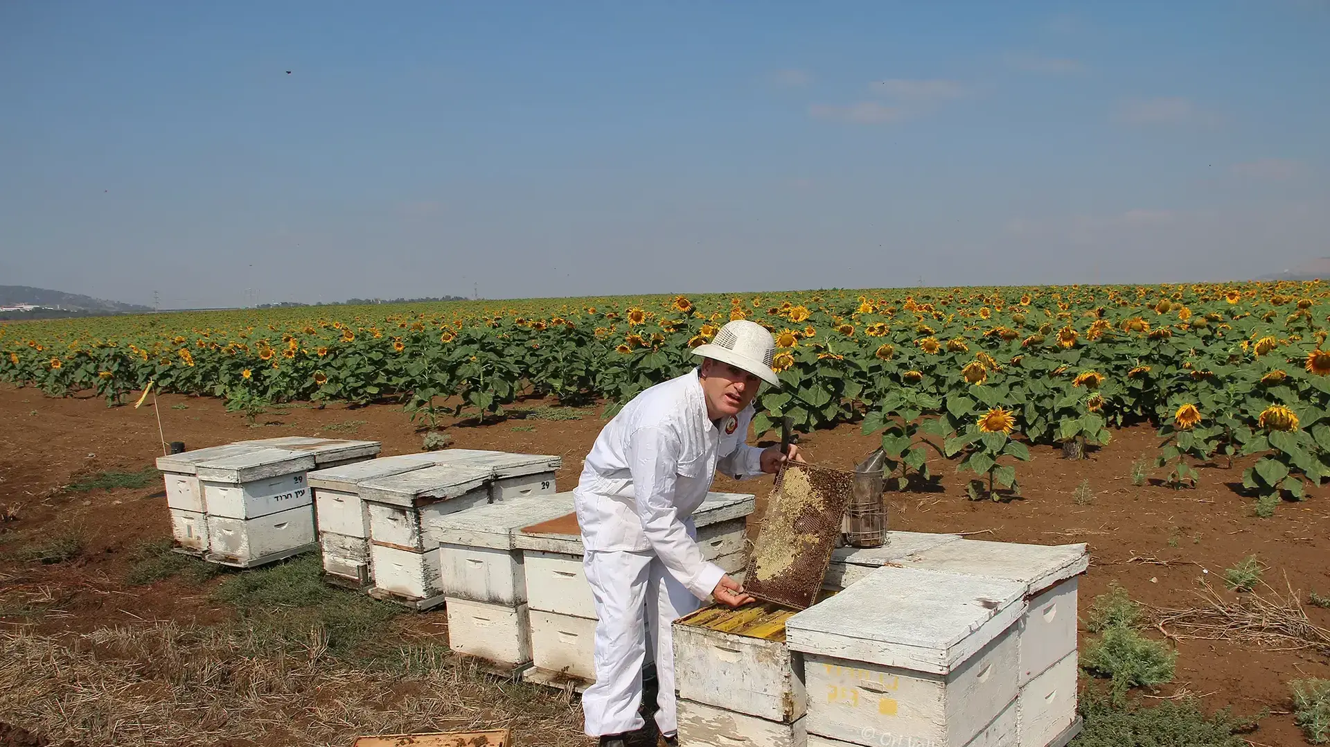 כוורת עין חרוד כוורת עין חרוד