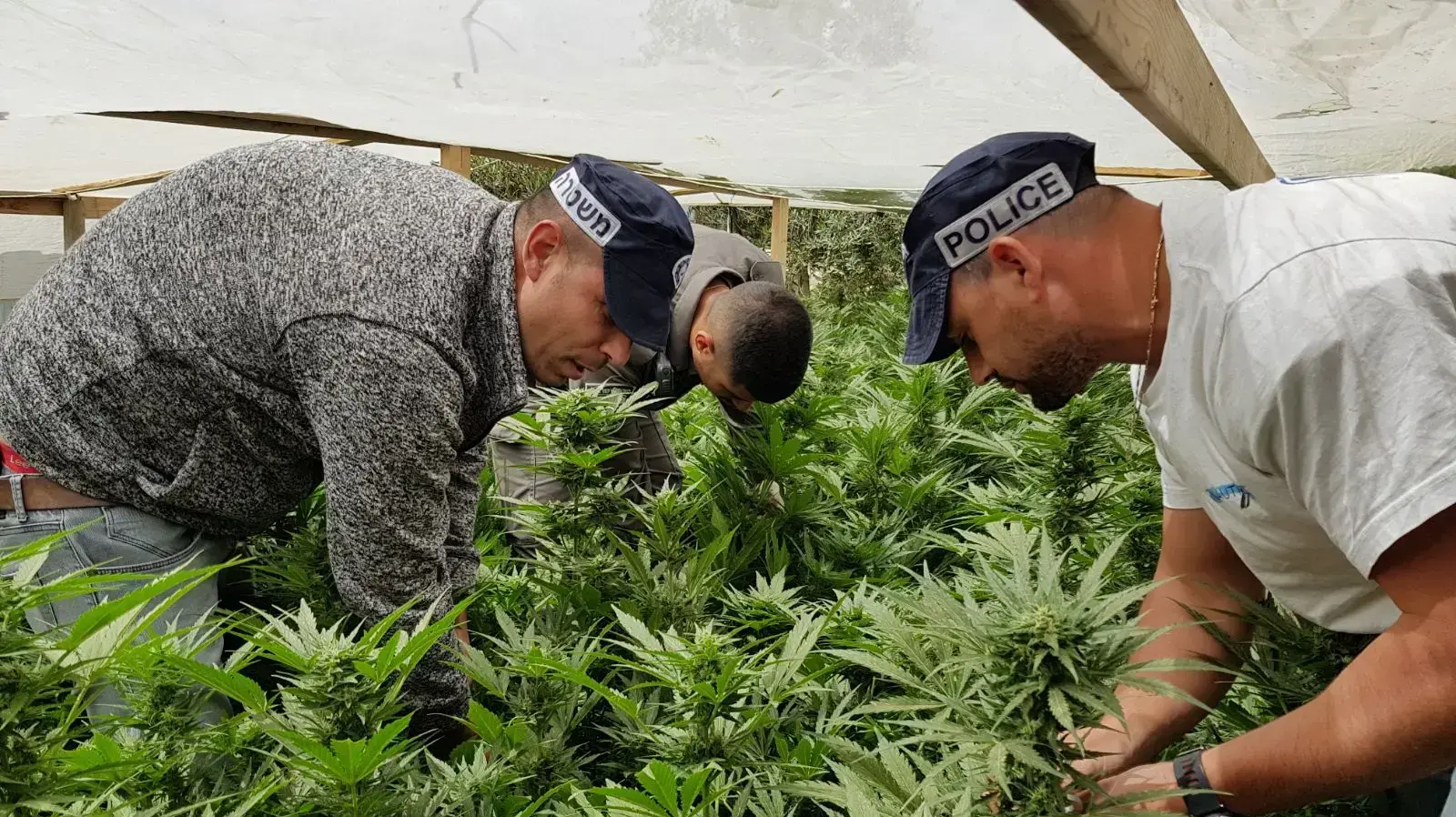 בלשי משמר הגבול של משטרת ישראל חשפו היום בפזורה הבדואית בדרום, חממת סמים ובתוכה כ-690 שתילי מריחואנה במשקל של כ-450 ק"ג. במקום נעצר חשוד, 10 באפריל 2018 בלשי משמר הגבול של משטרת ישראל חשפו היום בפזורה הבדואית בדרום, חממת סמים ובתוכה כ-690 שתילי מריחואנה במשקל של כ-450 ק"ג. במקום נעצר חשוד, 10 באפריל 2018