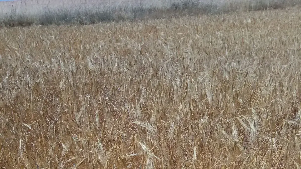 עפיפונים עם בקבוקי תבערה בעוטף עזה, 15 באפריל 2018 עפיפונים עם בקבוקי תבערה בעוטף עזה, 15 באפריל 2018