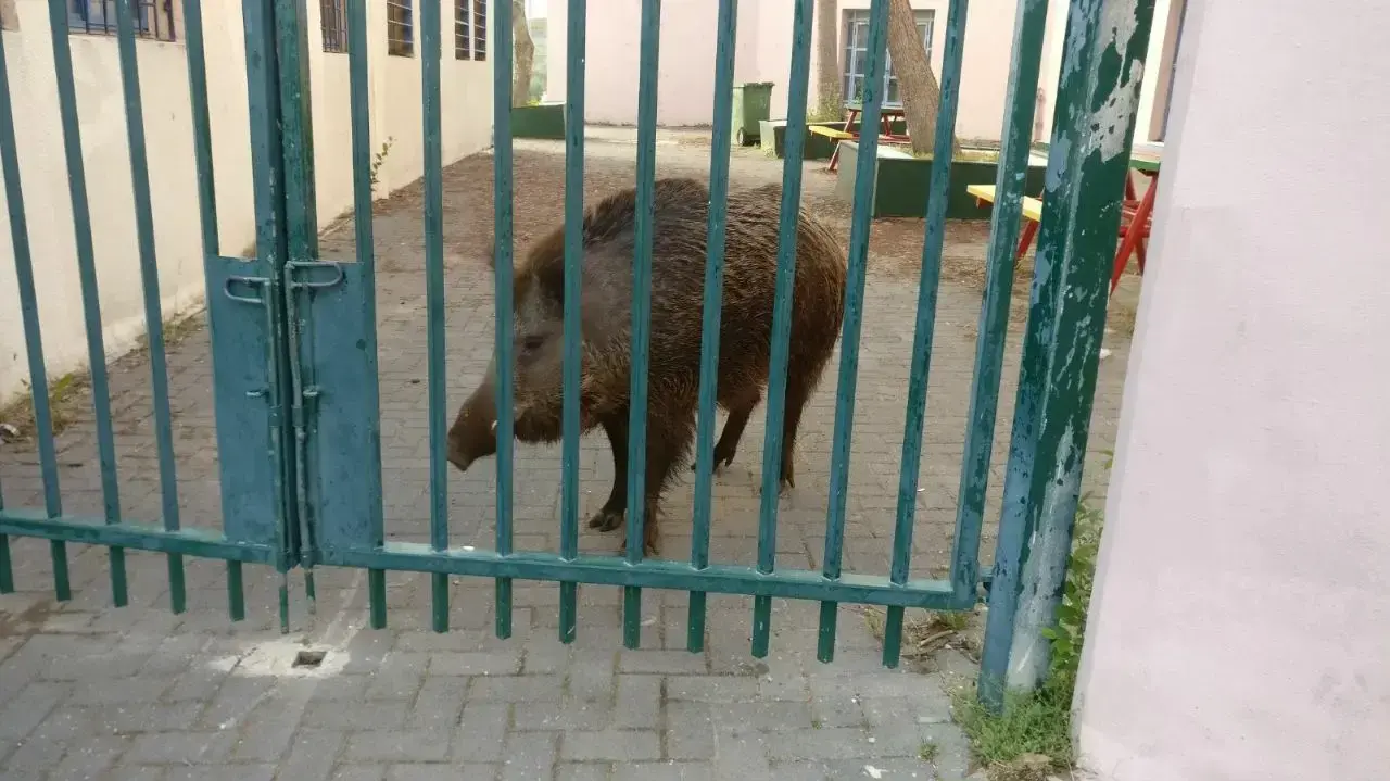 חזיר בר שנלכד במועצה האזורית מנשה