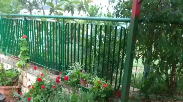 חזיר בר שנלכד במועצה האזורית מנשה חזיר בר שנלכד במועצה האזורית מנשה