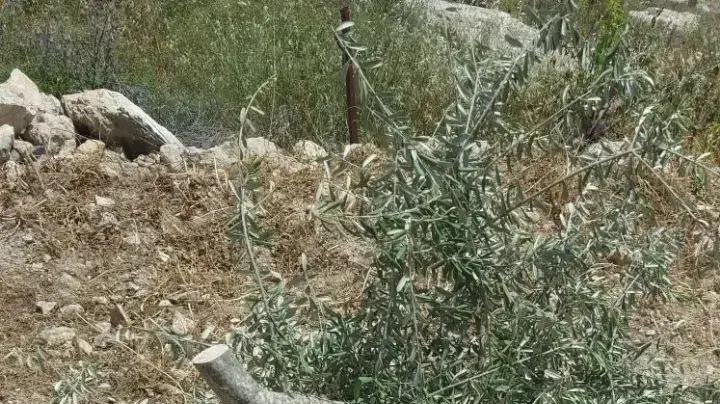 אלמונים ריססו כתובות נאצה וכרתו עצים בכפר באזור שכם 18.4.18 אלמונים ריססו כתובות נאצה וכרתו עצים בכפר באזור שכם 18.4.18