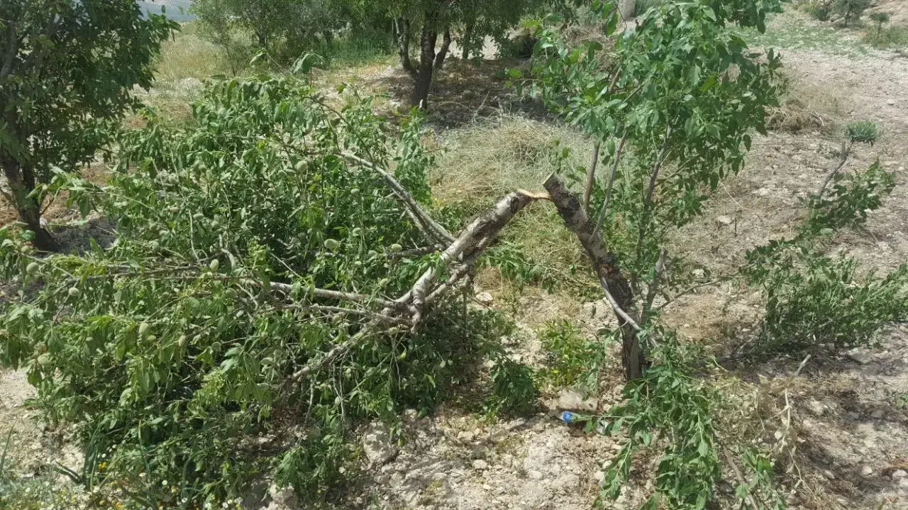 אלמונים ריססו כתובות נאצה וכרתו עצים בכפר באזור שכם 18.4.18 אלמונים ריססו כתובות נאצה וכרתו עצים בכפר באזור שכם 18.4.18