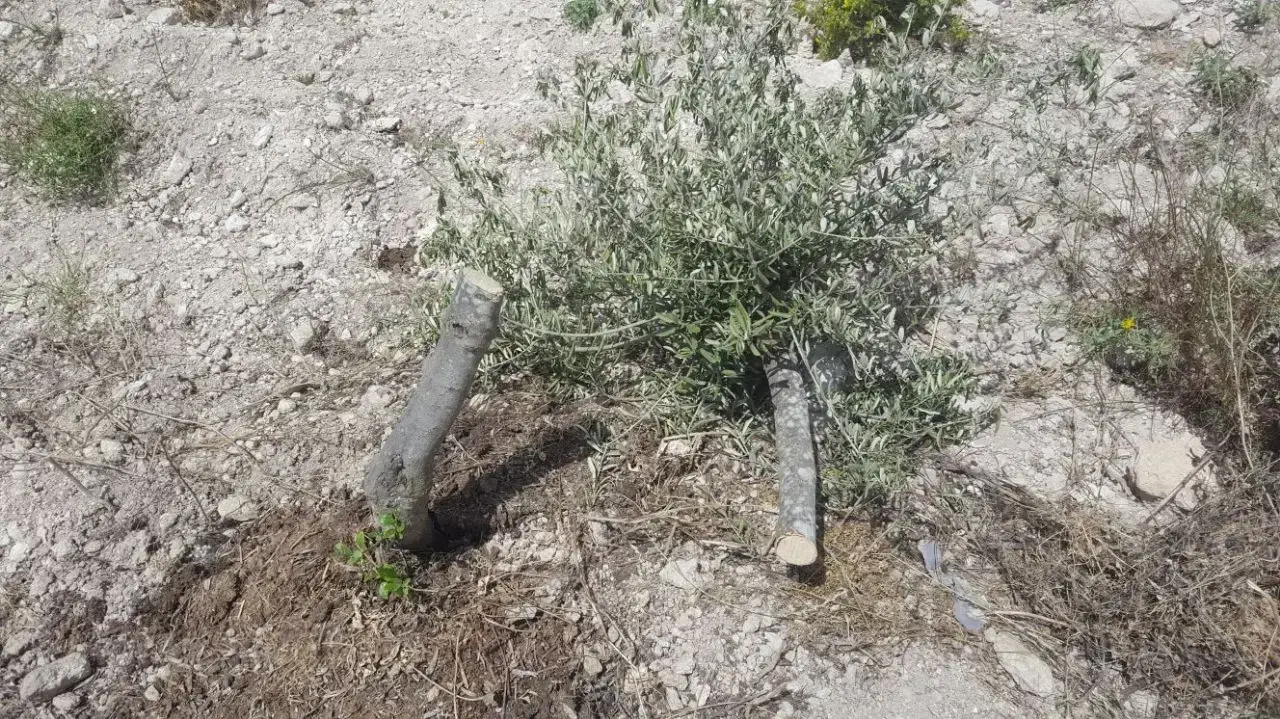 אלמונים ריססו כתובות נאצה וכרתו עצים בכפר באזור שכם 18.4.18 אלמונים ריססו כתובות נאצה וכרתו עצים בכפר באזור שכם 18.4.18