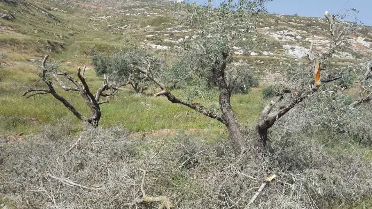 אלמונים ריססו כתובות נאצה וכרתו עצים בכפר באזור שכם 18.4.18 אלמונים ריססו כתובות נאצה וכרתו עצים בכפר באזור שכם 18.4.18