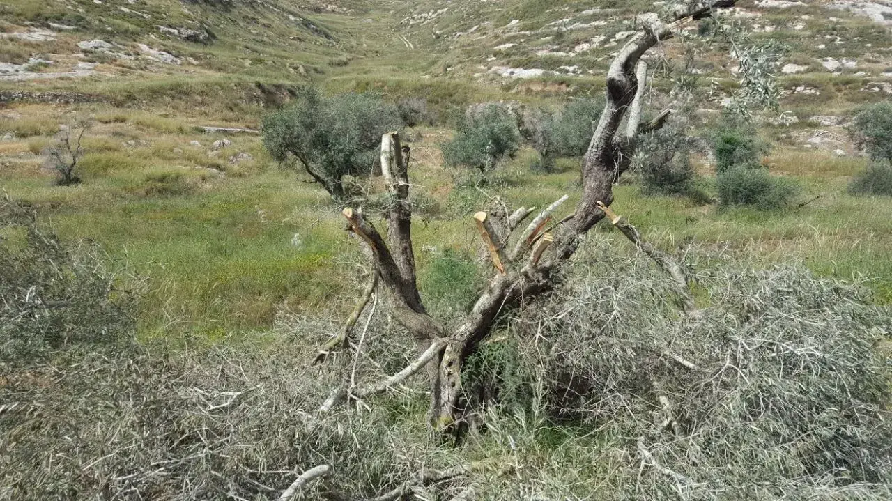 אלמונים ריססו כתובות נאצה וכרתו עצים בכפר באזור שכם 18.4.18 אלמונים ריססו כתובות נאצה וכרתו עצים בכפר באזור שכם 18.4.18