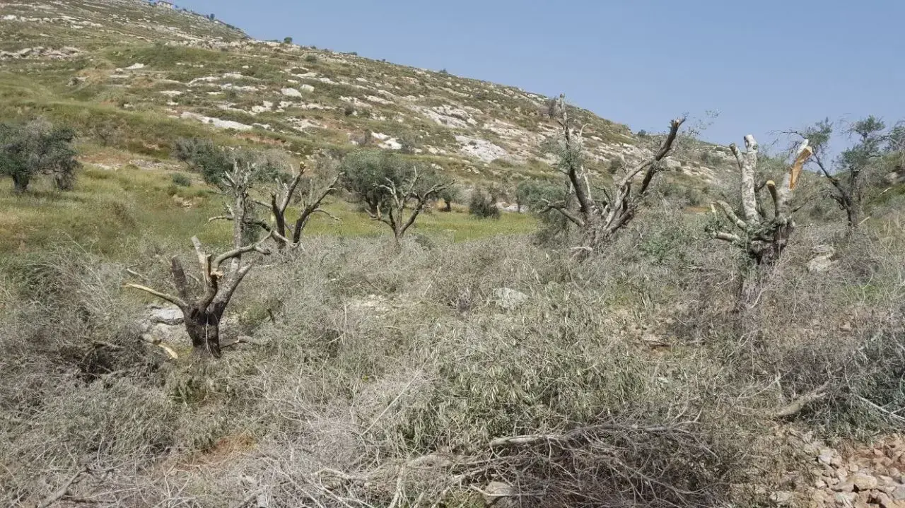 אלמונים ריססו כתובות נאצה וכרתו עצים בכפר באזור שכם 18.4.18 אלמונים ריססו כתובות נאצה וכרתו עצים בכפר באזור שכם 18.4.18