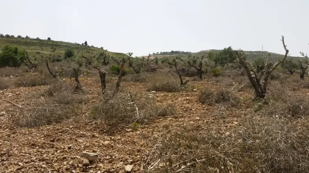 מטע זית בכפר בורין שבאזור שכם שבו נכרתו כמאה עצים, 20 באפריל 2018
