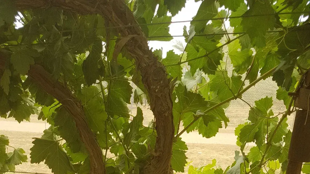 פשיעה חקלאית: גפנים שנכרתו במושב תומר שבבקעת הירדן. 25 באפריל 2018 פשיעה חקלאית: גפנים שנכרתו במושב תומר שבבקעת הירדן. 25 באפריל 2018