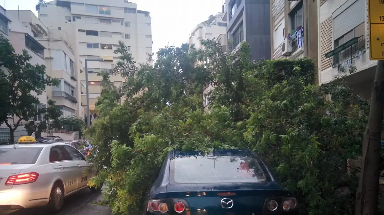 עץ קרס ברחוב ישעיהו בתל אביב על שתי מכוניות, אין נפגעים בנפש, 25 באפריל 2018
עץ קרס ברחוב ישעיהו בתל אביב על שתי מכוניות, אין נפגעים בנפש, 25 באפריל 2018