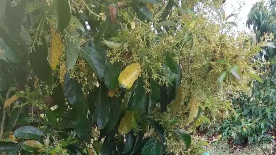 גנבים מטע אבוקדו פשיעה חקלאית 26 באפריל 2018