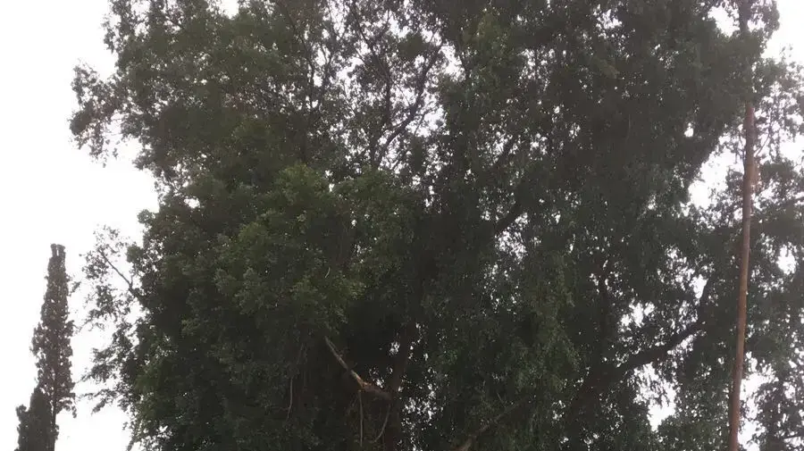 שני עצים שסימלו את ערש ההתישבות החלוצית בארץ ישראל קרסו בסערה, קיבוץ דניה א'- אייטם אלי אשכנזי שני עצים שסימלו את ערש ההתישבות החלוצית בארץ ישראל קרסו בסערה, קיבוץ דניה א'- אייטם אלי אשכנזי