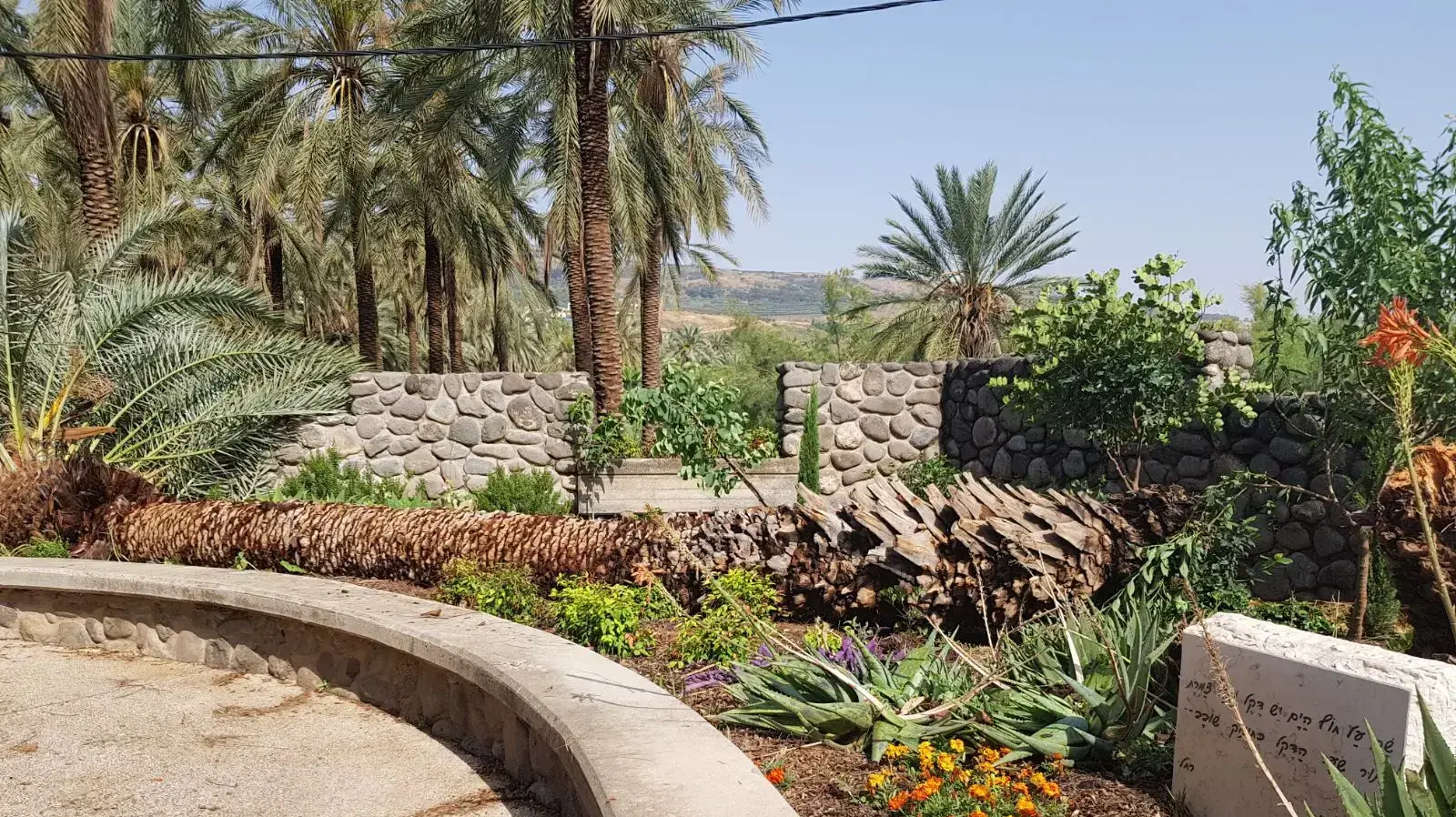 דקל עתיק שקרס בבית העלמין שבכנרת דקל עתיק שקרס בבית העלמין שבכנרת