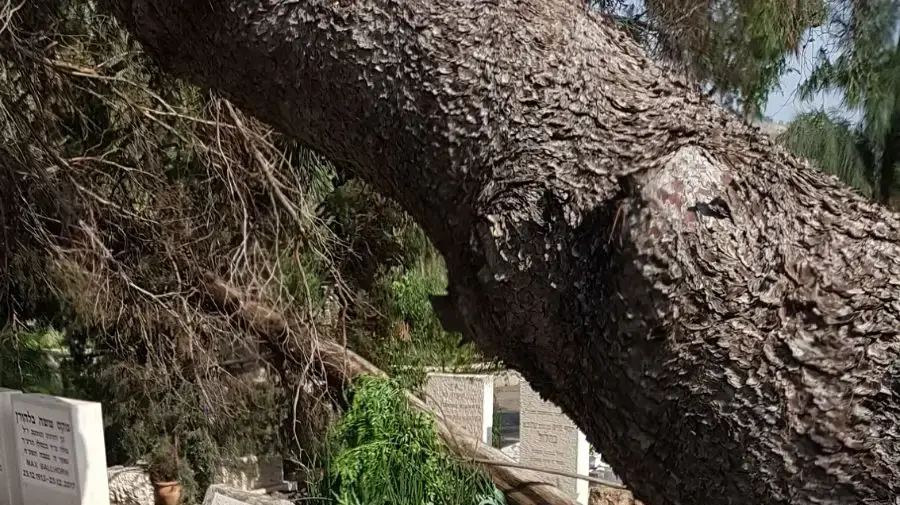 דקל עתיק שקרס בבית העלמין שבכנרת דקל עתיק שקרס בבית העלמין שבכנרת