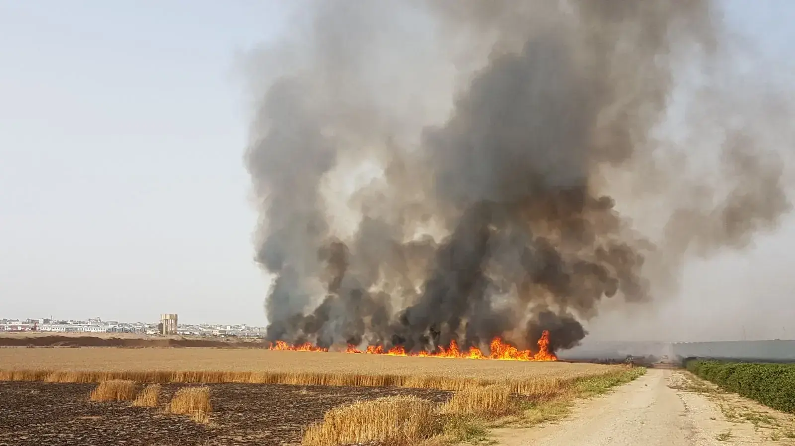 עפיפוני תבערה שהגיעו מרצועת עזה גרמו לשריפת ענק ביער בארי עפיפוני תבערה שהגיעו מרצועת עזה גרמו לשריפת ענק ביער בארי