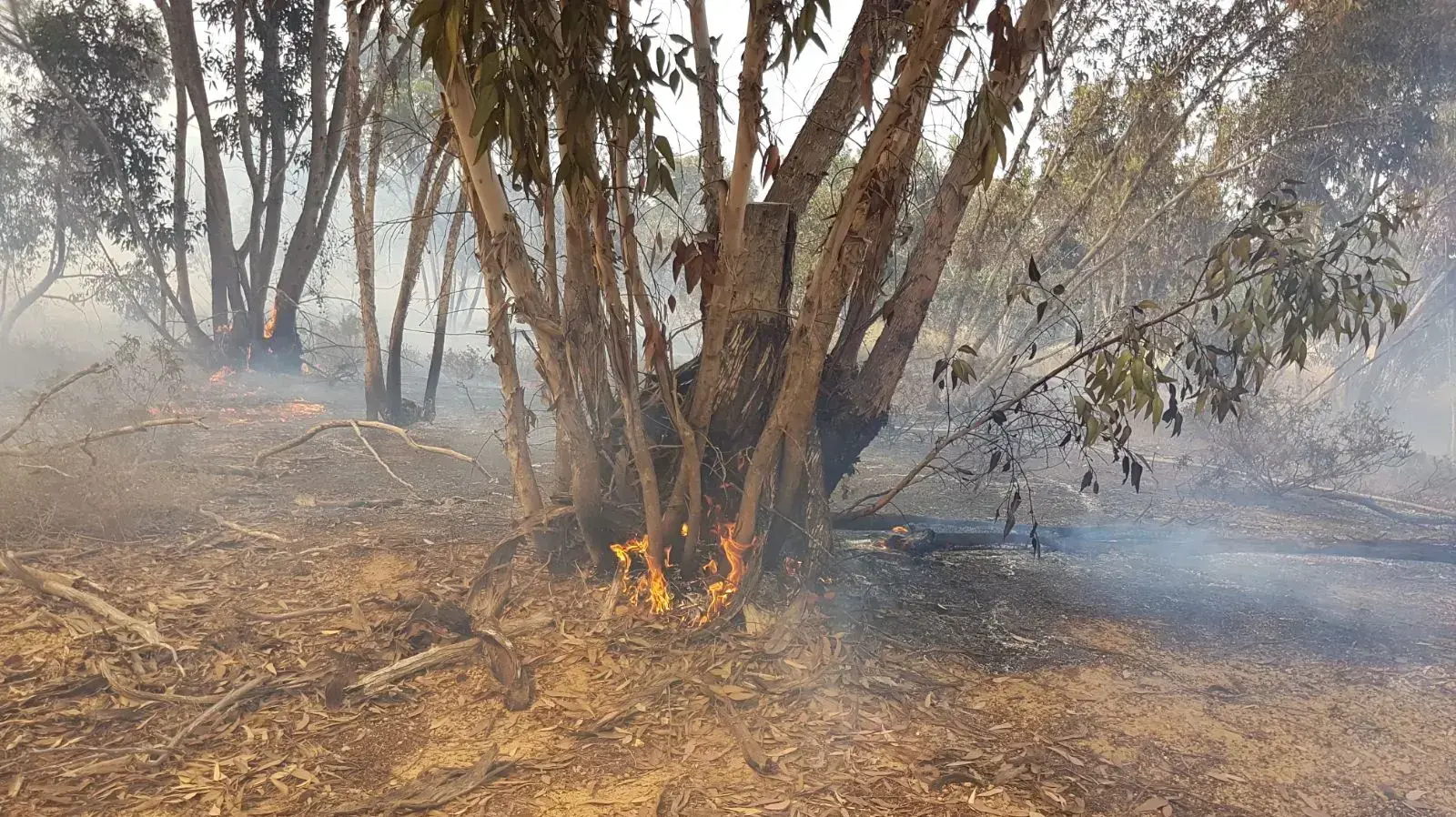 שריפה ביער בארי, בעקבות התלקחות עפיפון תבערה, 2 במאי 2018 שריפה ביער בארי, בעקבות התלקחות עפיפון תבערה, 2 במאי 2018