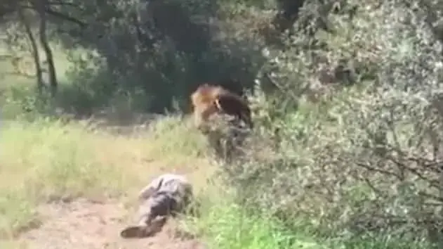 אריה תקף מנהל גן חיות אריה תקף מנהל גן חיות