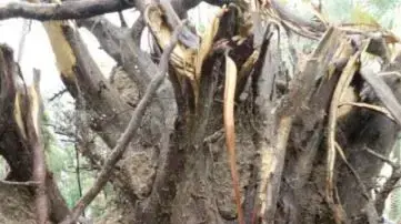מגילה שהוטמנה בשורשי עץ בדגניה בטו בשבט וקרסו לפני שבועיים מגילה שהוטמנה בשורשי עץ בדגניה בטו בשבט וקרסו לפני שבועיים