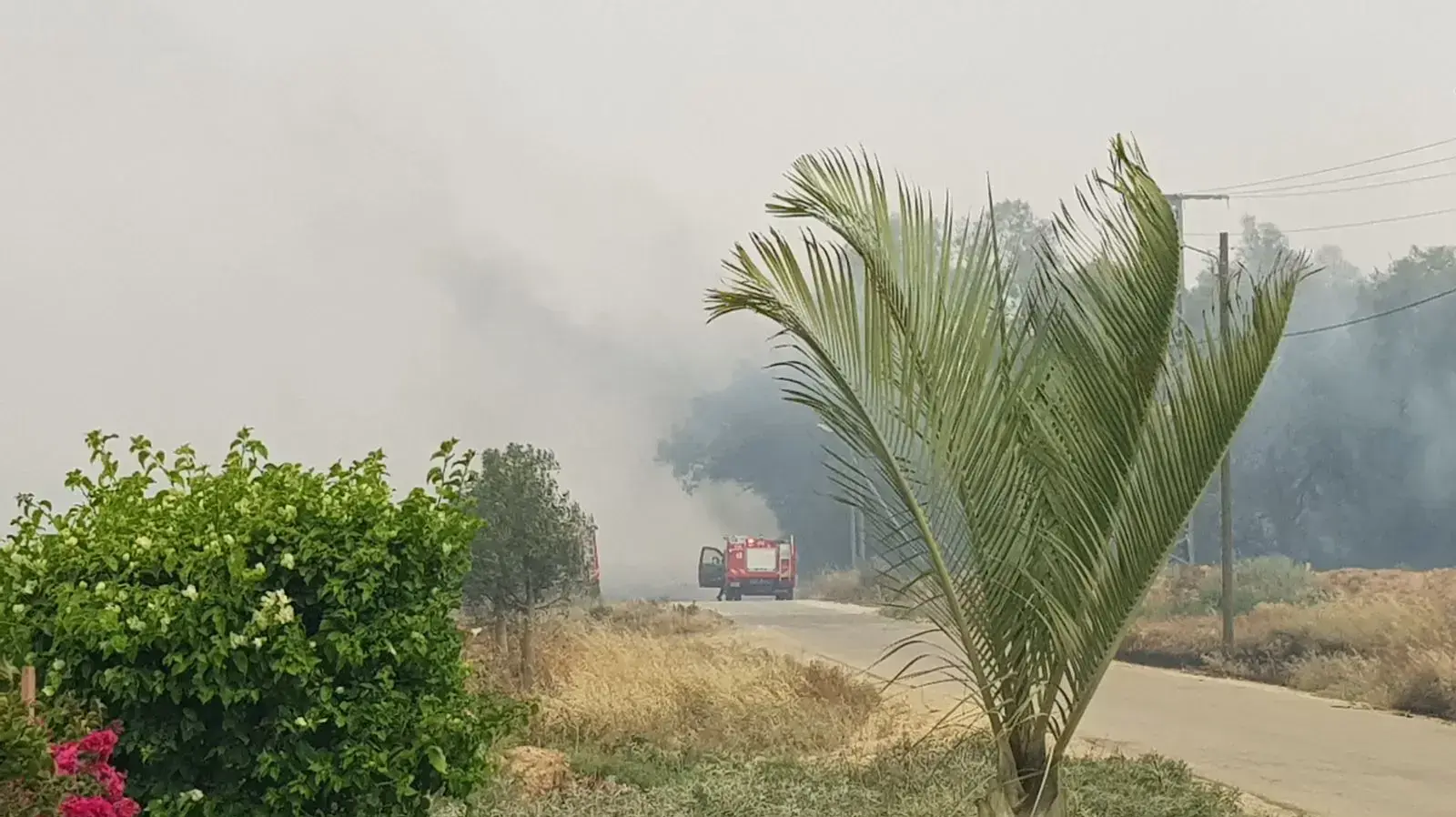פינוי כלבים מהשריפה בגילת, 10 במאי 2018 פינוי כלבים מהשריפה בגילת, 10 במאי 2018