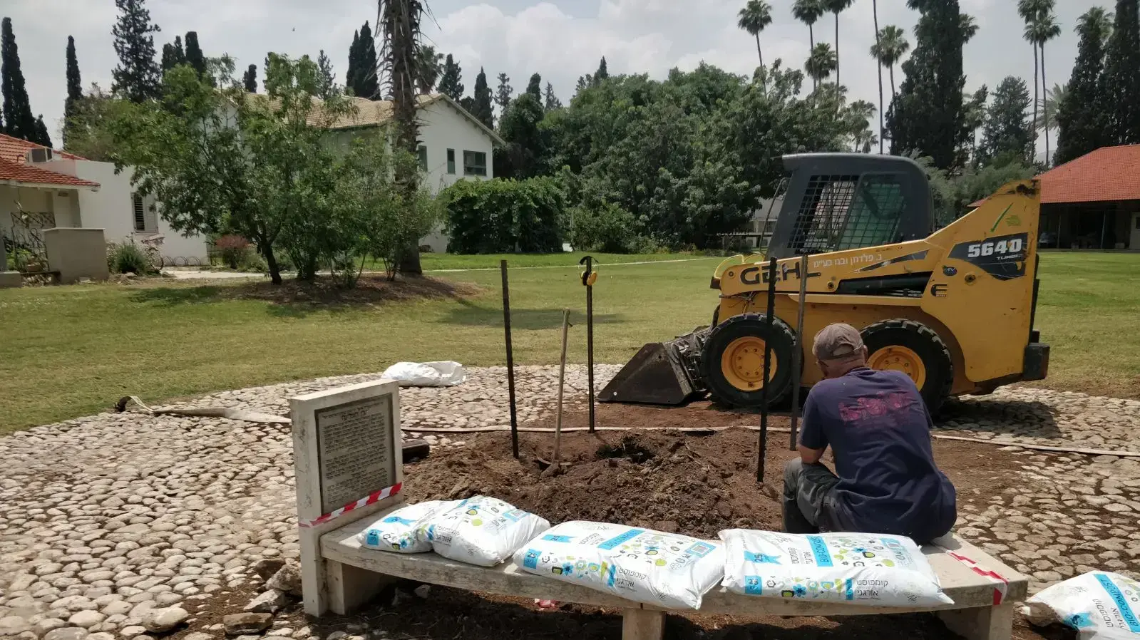 עץ הברוש והבור בו ינטע היום בדגניה א. עץ הברוש והבור בו ינטע היום בדגניה א.