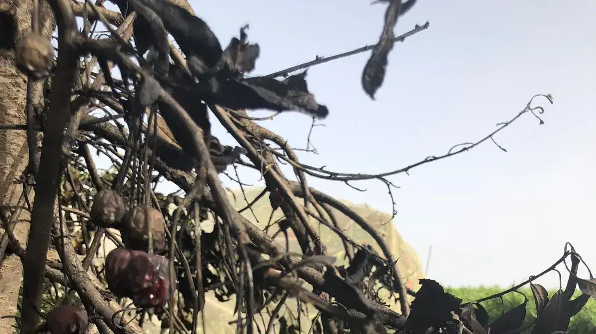 מטע דובדבנים בכפר עציון לאחר הצתה, 23 במאי 2018 מטע דובדבנים בכפר עציון לאחר הצתה, 23 במאי 2018