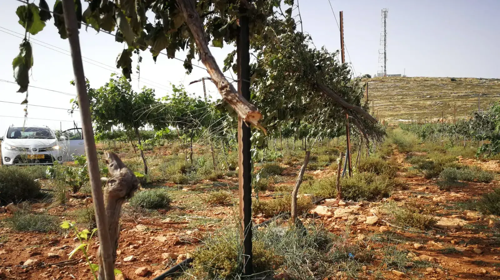 גרימת נזק למאות עצי גפן בעמק שילה שבגזרת בנימין 
