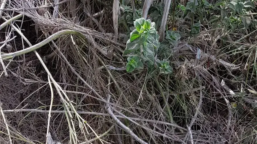 נפל פצצת מרגמה שנחת ליד גן ילדים בשטח המועצה האזורית אשכול, 29 במאי 2018 נפל פצצת מרגמה שנחת ליד גן ילדים בשטח המועצה האזורית אשכול, 29 במאי 2018
