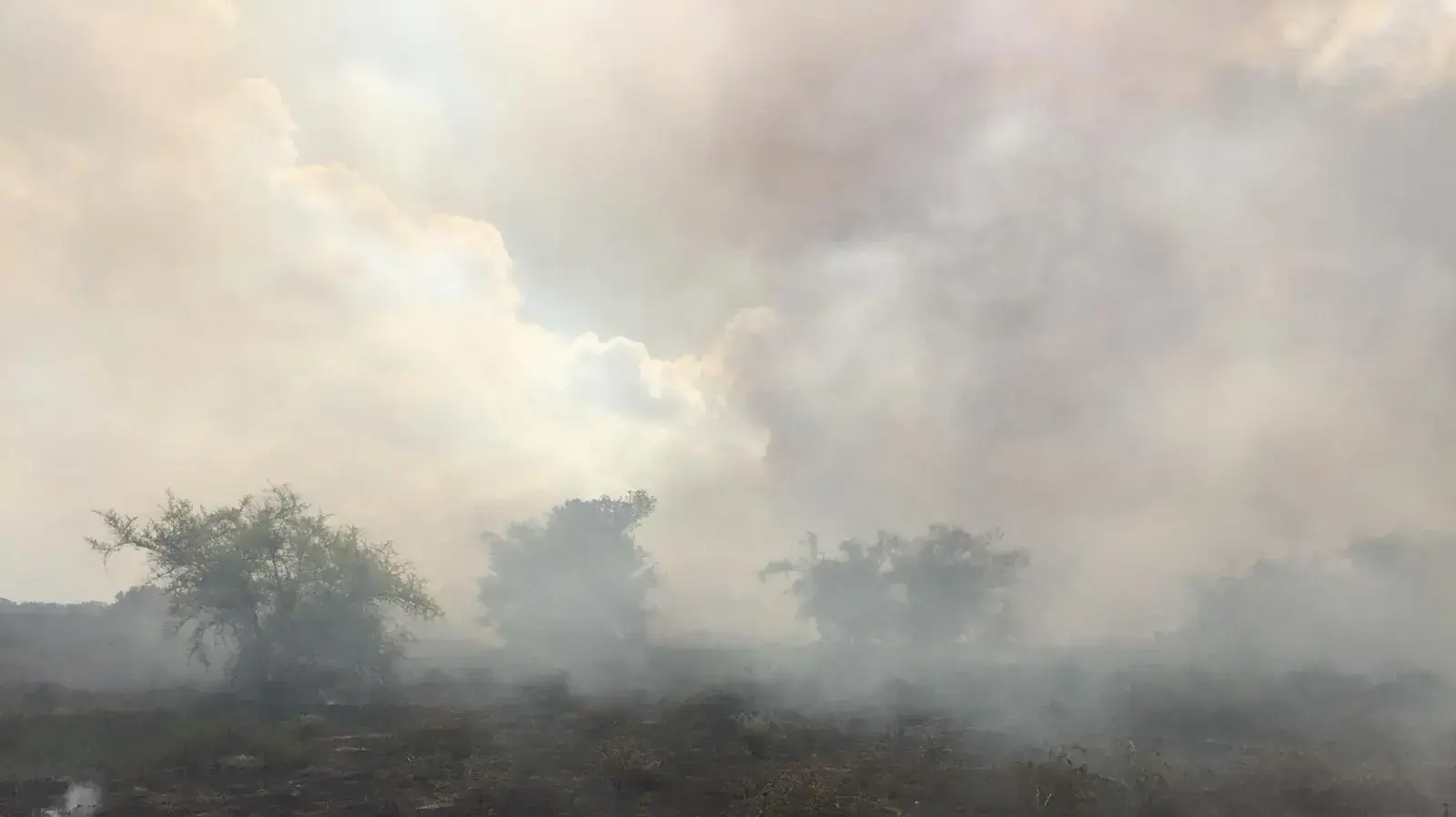 שריפה פרצה במושב כרמיה בדרום בשל עפיפוני תבערה שריפה פרצה במושב כרמיה בדרום בשל עפיפוני תבערה