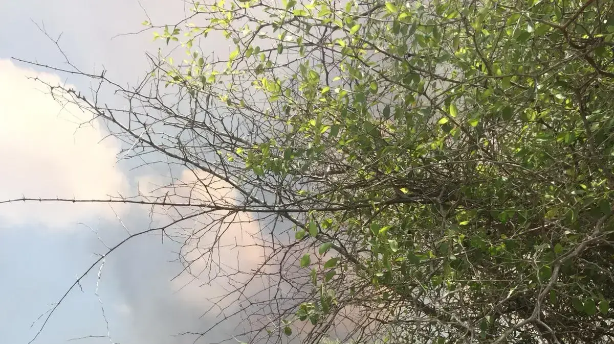 שריפה בשמורת כרמיה בעבקות טרור העפיפונים מעזה 2 ביוני 2018 שריפה בשמורת כרמיה בעבקות טרור העפיפונים מעזה 2 ביוני 2018
