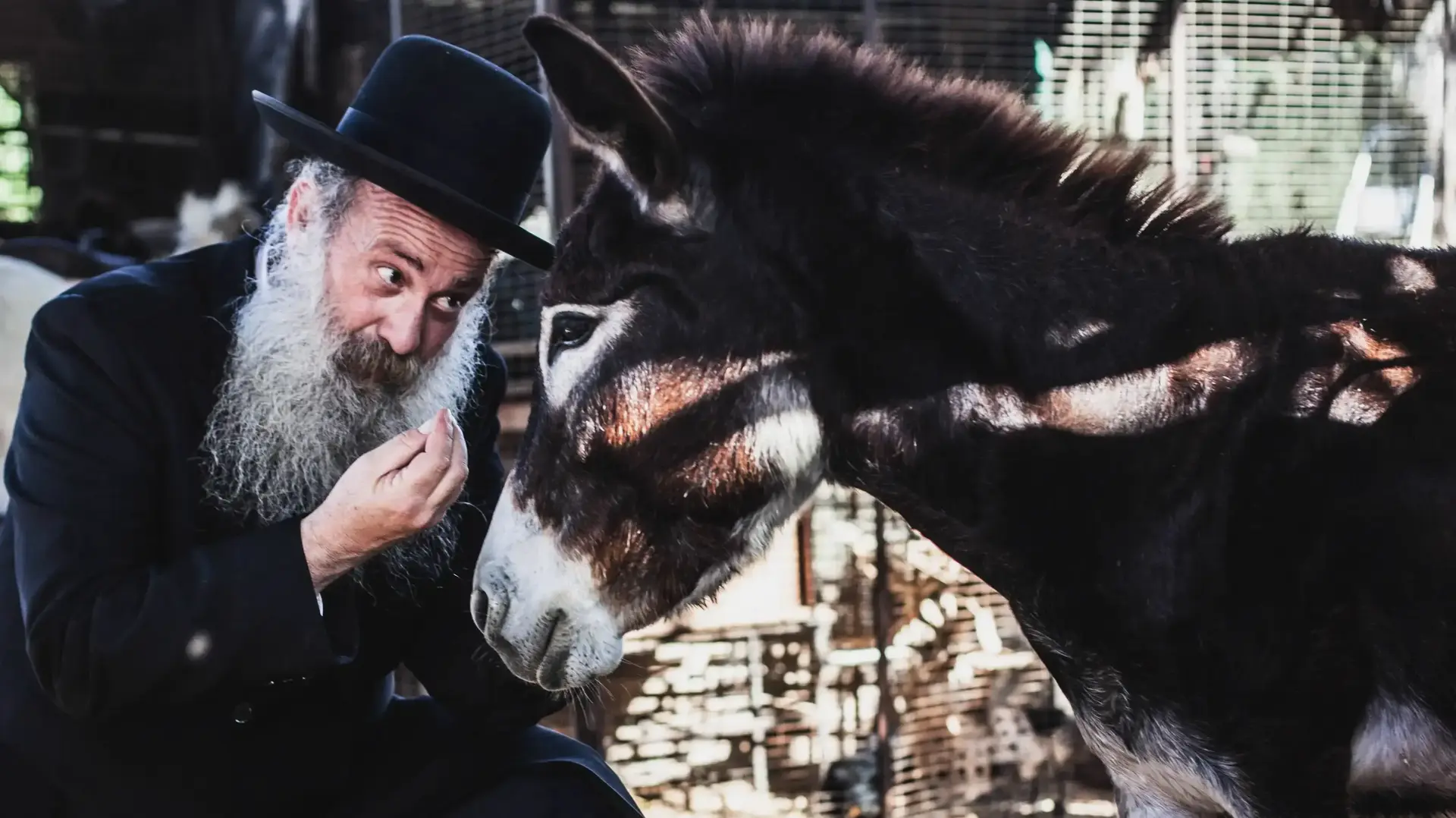 שולי רנד שולי רנד