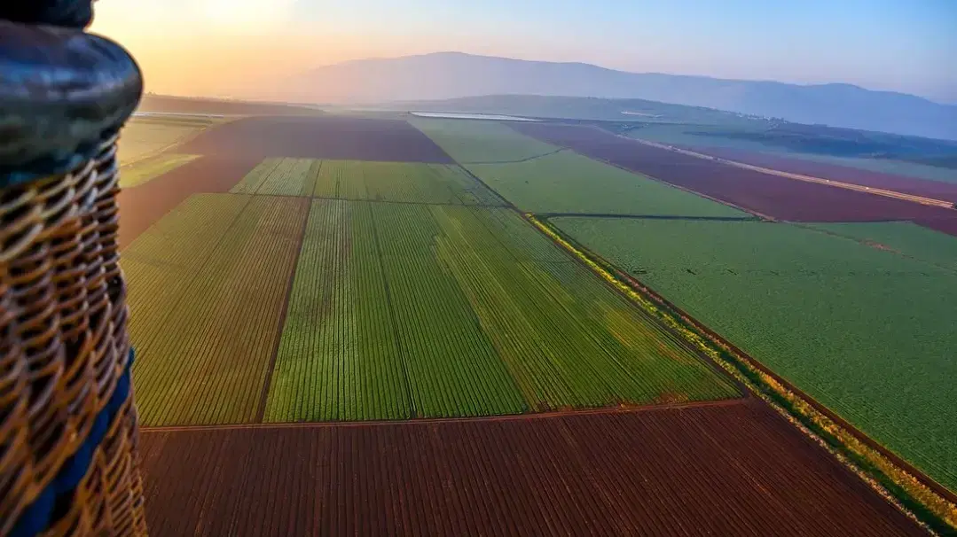 כדורים פורחים בעמק חרוד כדורים פורחים בעמק חרוד