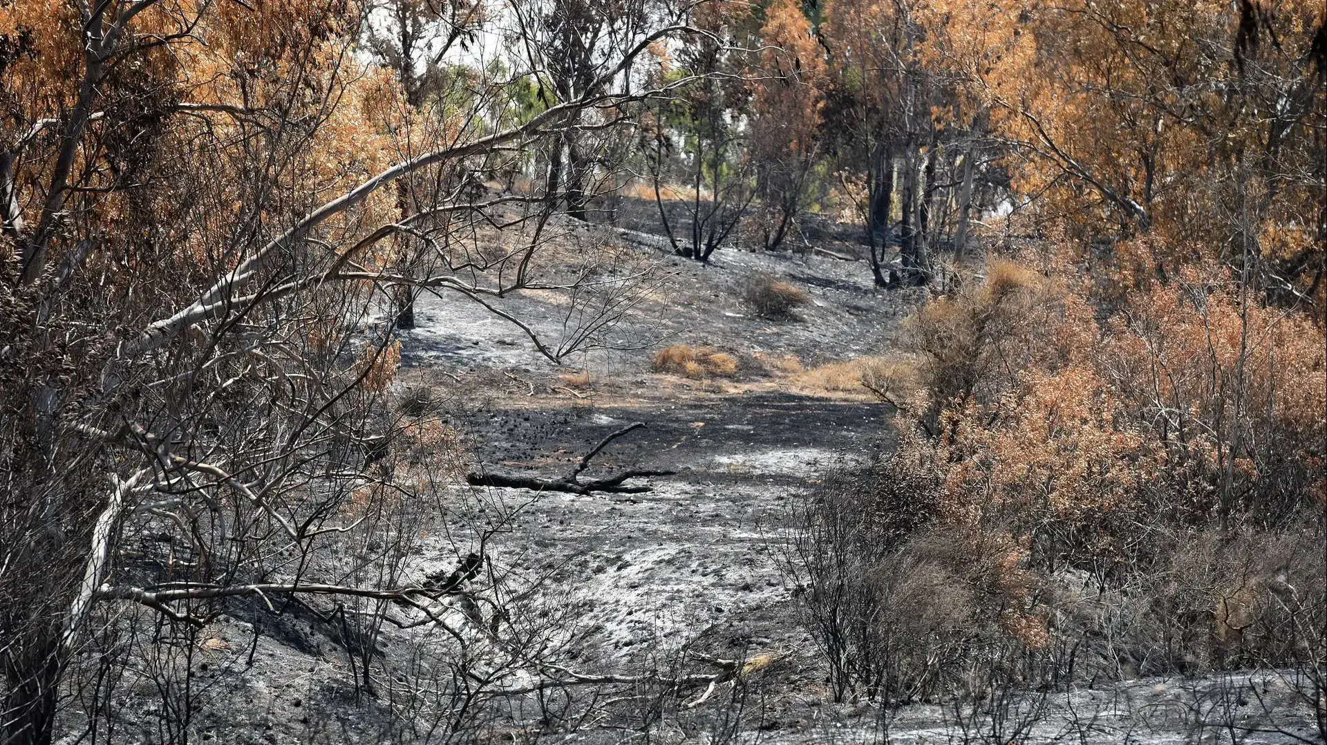 שריפות בגבול עזה בעקבות טרור העפיפונים שריפות בגבול עזה בעקבות טרור העפיפונים