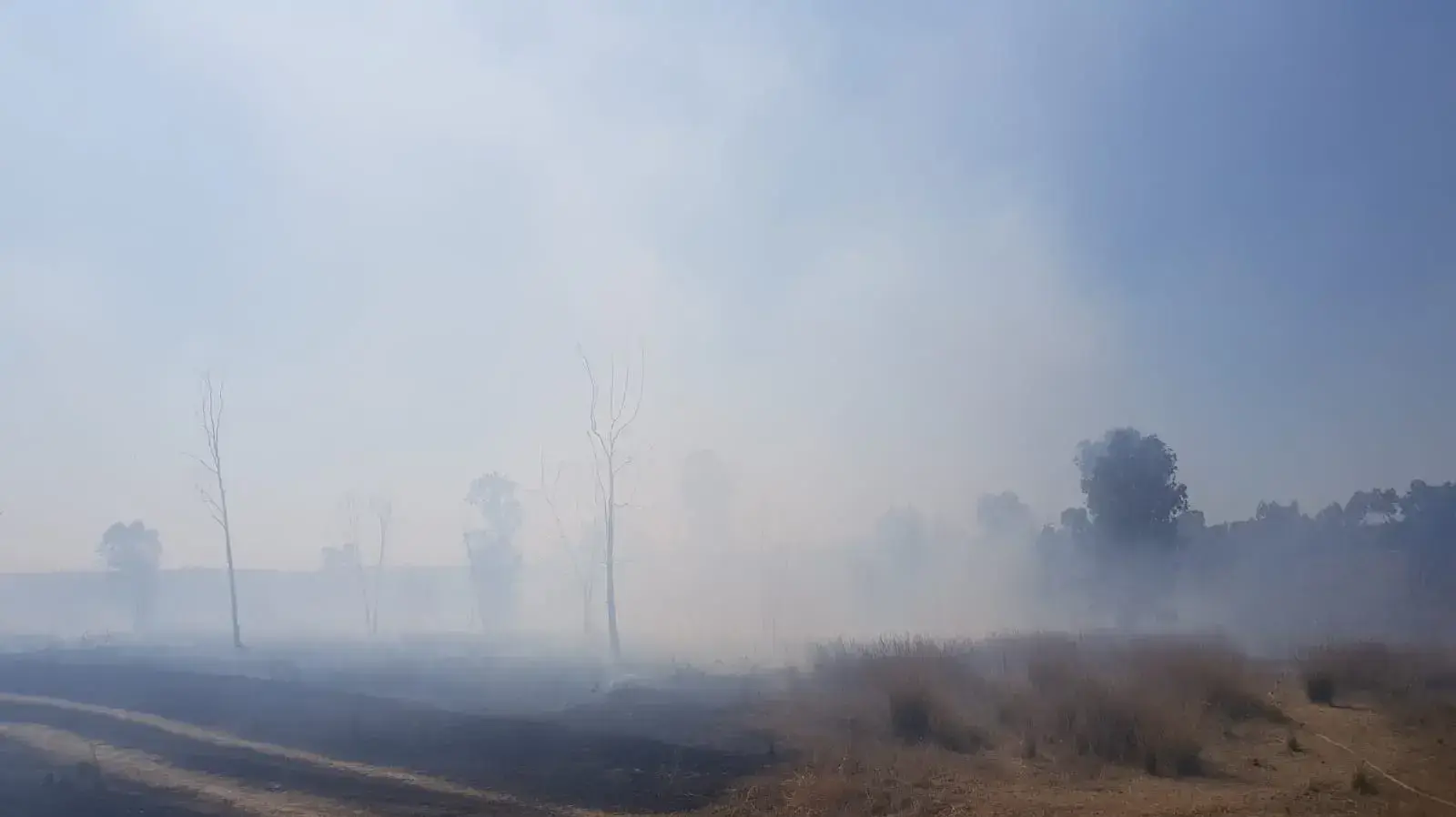 שלוש שריפות פרצו ביער בארי בשל עפיפוני תבערה שנשלחו מעזה שלוש שריפות פרצו ביער בארי בשל עפיפוני תבערה שנשלחו מעזה