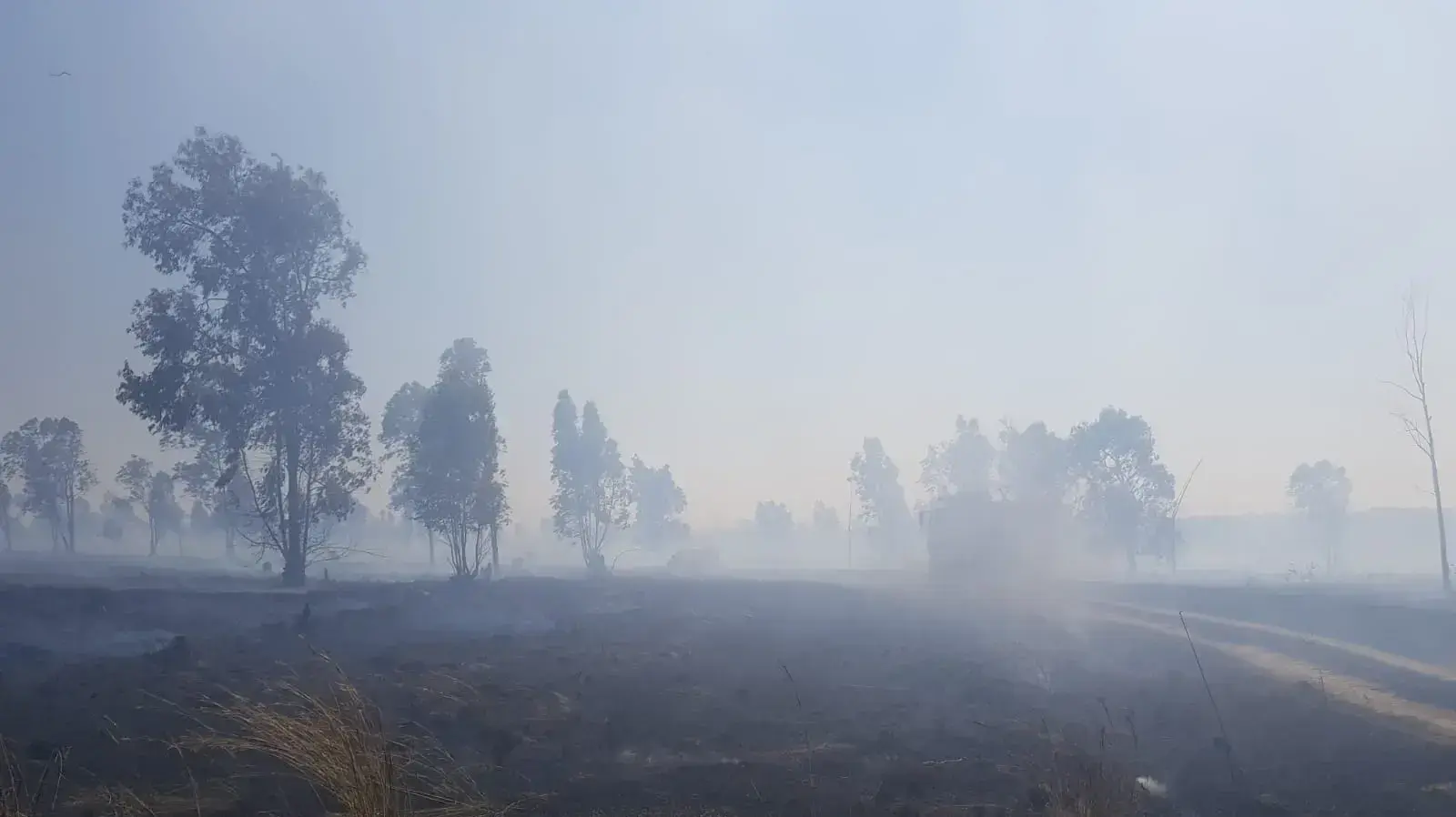 שלוש שריפות פרצו ביער בארי בשל עפיפוני תבערה שנשלחו מעזה שלוש שריפות פרצו ביער בארי בשל עפיפוני תבערה שנשלחו מעזה