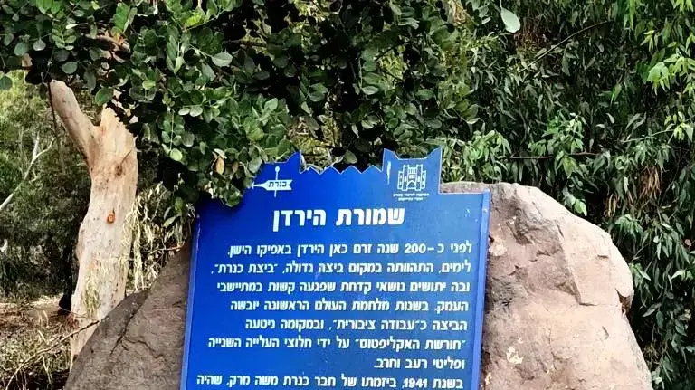 ביצת הכינרת ביצת הכינרת