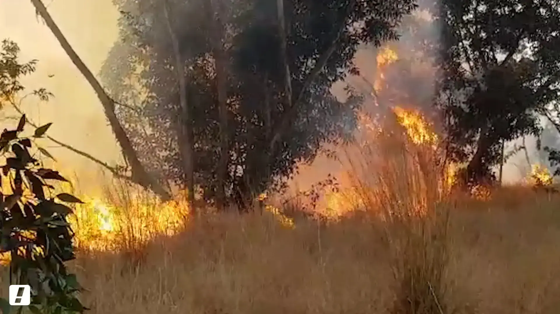 טרור העפיפונים - שריפות רבות פרצו ביער בארי וגרמו לנזקים רבים
