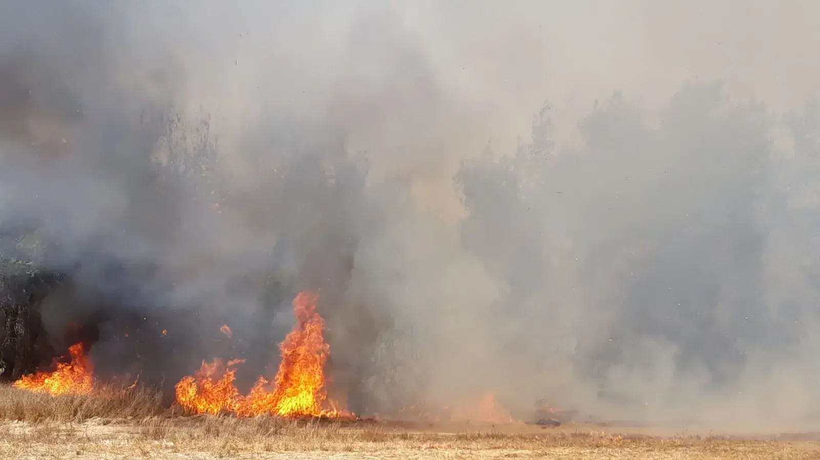 שריפה בכיסופים מעפיפוני תבערה שנשלחו מתוך רצועת עזה שריפה בכיסופים מעפיפוני תבערה שנשלחו מתוך רצועת עזה