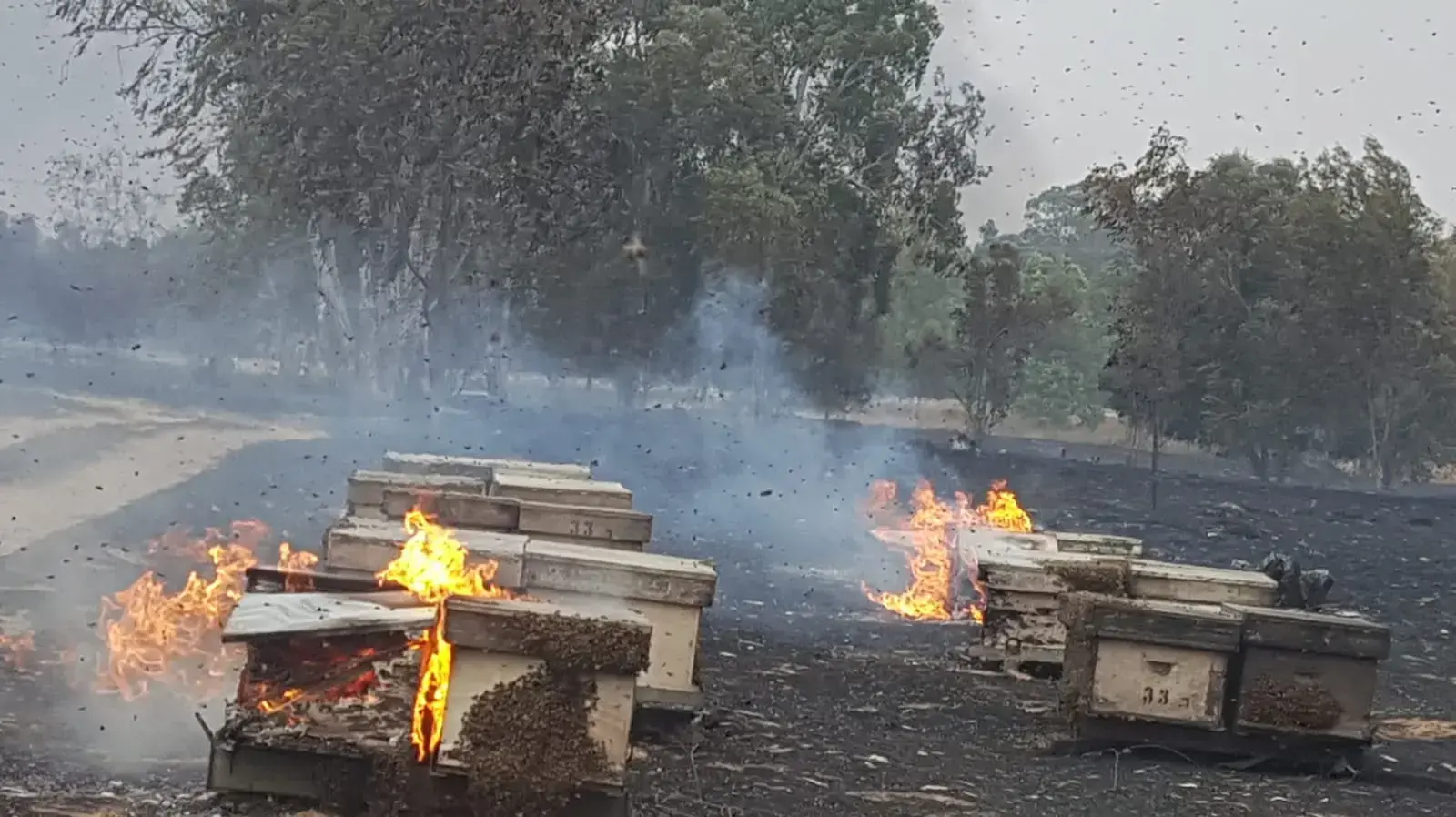 שריפה בנחל הבשור, תל גמה   גרמה לשריפת ביתם של דבורים, 16 ביוני 2018