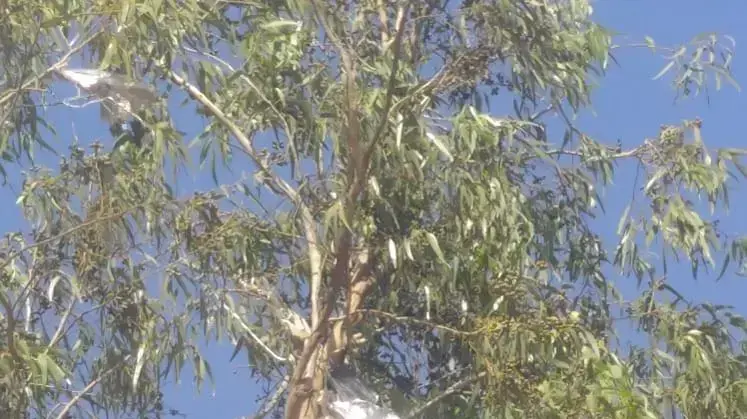 בלוני תבערה במושב בית הגדי, 17 ביוני 2018 בלוני תבערה במושב בית הגדי, 17 ביוני 2018