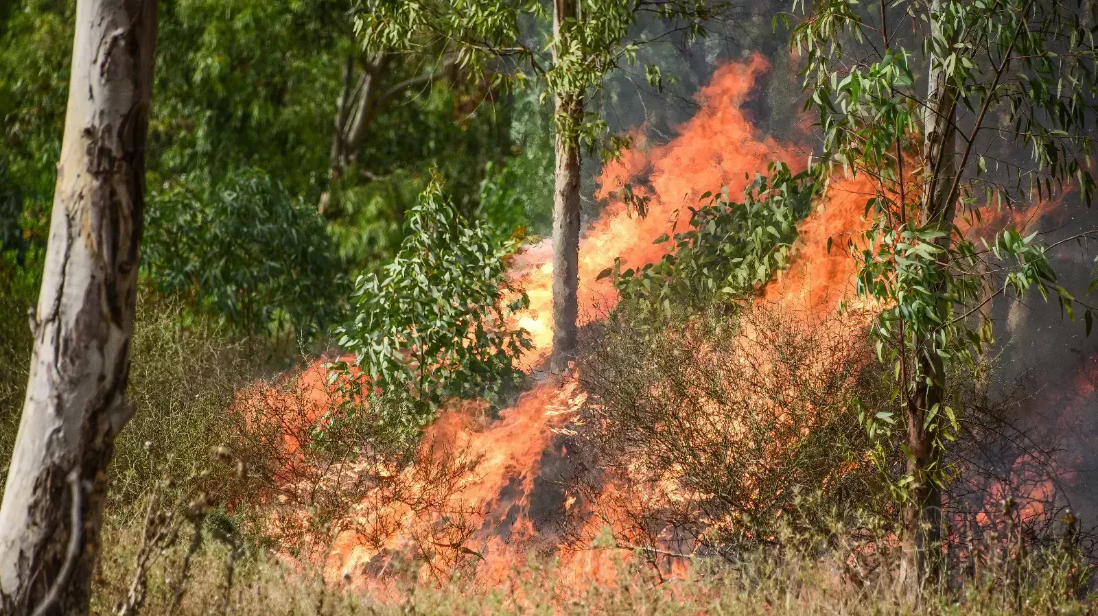 שריפה באזור מבקיעים שליד אשקלון, 16 ביוני 2018 שריפה באזור מבקיעים שליד אשקלון, 16 ביוני 2018
