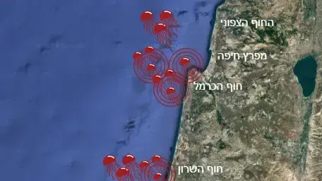 מדוזות בחופי ישראל מדוזות בחופי ישראל