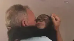 קוף שימפנזה פוגש את האדם שאימץ אותו