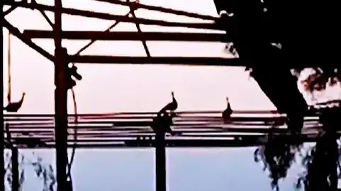 טווסים במושב יכיני טווסים במושב יכיני