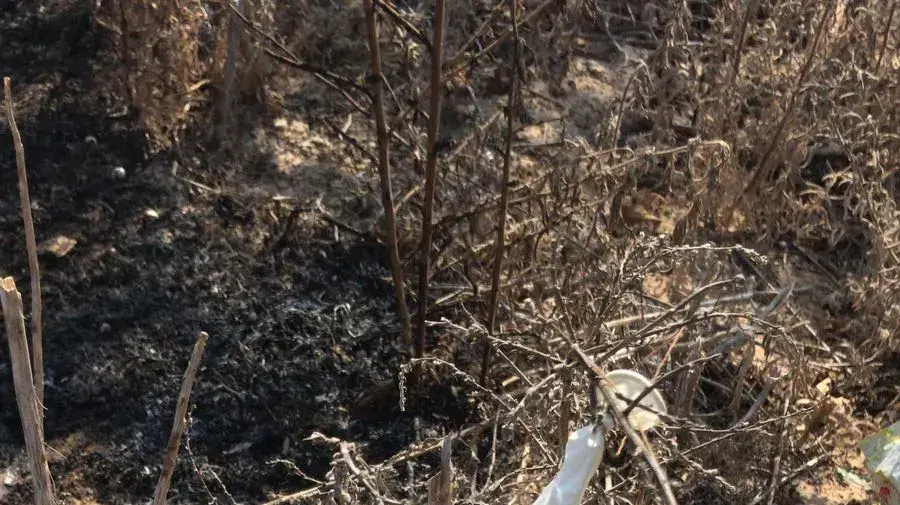 בלון עם חומר תבערה שגרם להצתה באחד הישובים באשכול לפני שעה קלה. ההצתה כובתה
בלון עם חומר תבערה שגרם להצתה באחד הישובים באשכול לפני שעה קלה. ההצתה כובתה