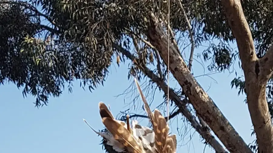 חומר דליק מחובר לזנב של בז חומר דליק מחובר לזנב של בז