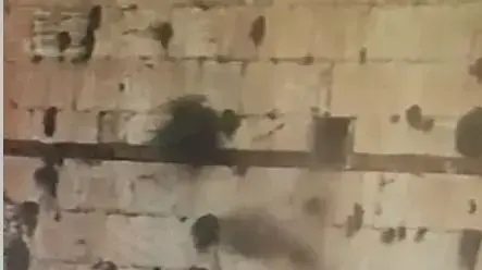 אבן מאבני הכותל המערבי נפלה הבוקר אבן מאבני הכותל המערבי נפלה הבוקר