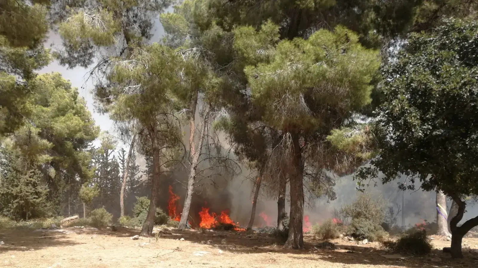 שריפה שפרצה ביער מודיעין