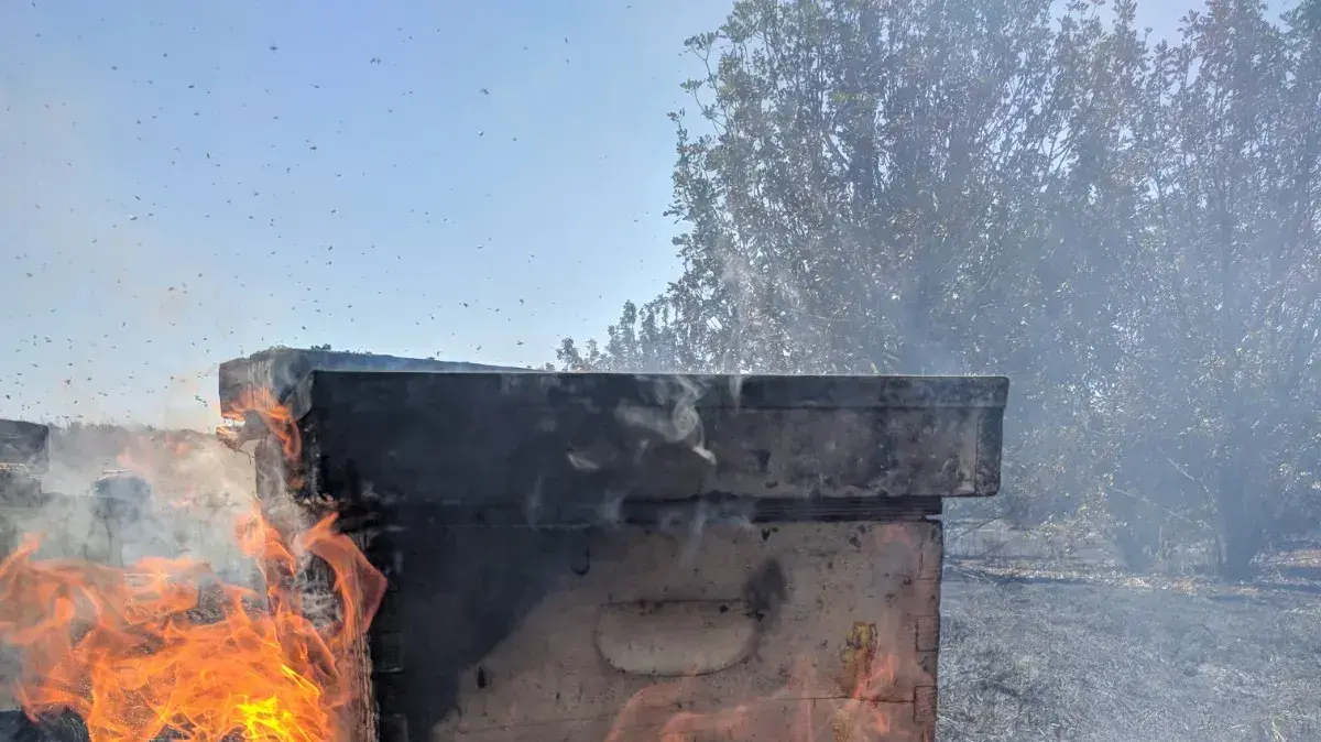 שריפת כוורות בנגב עקב ההצתות שריפת כוורות בנגב עקב ההצתות