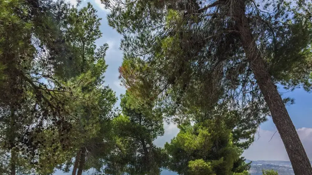 חלקת הקבר של ארתור רובינשטיין חלקת הקבר של ארתור רובינשטיין