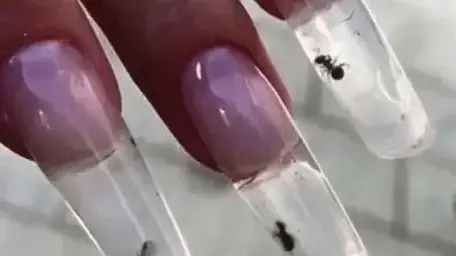 נמלים בציפוורניים